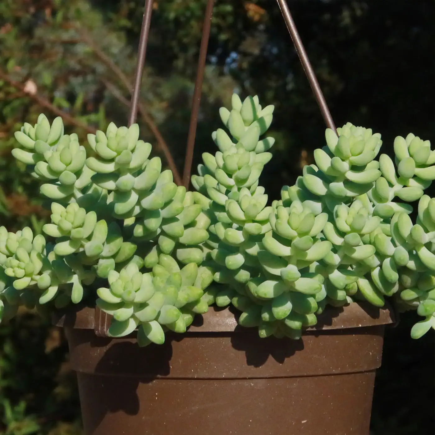 burro's tail close-up leaves