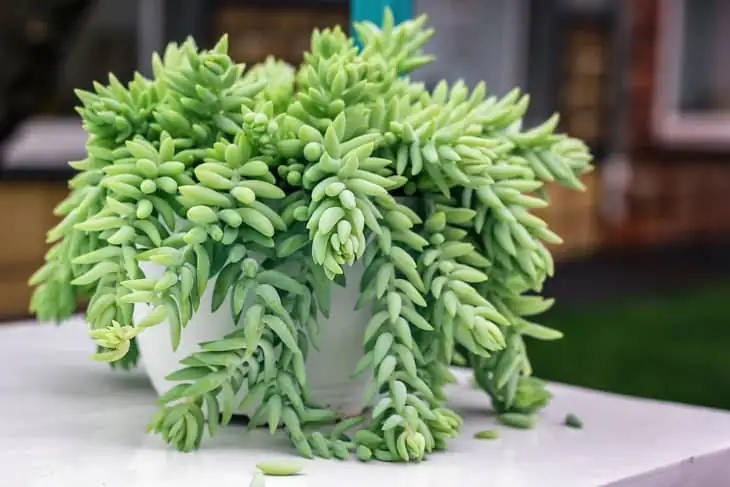 burro's tail on bookshelf