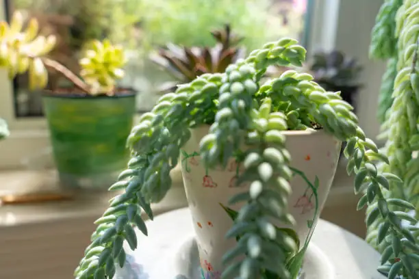 Propagation Masterclass: Turning Fallen Leaves into New Burro’s Tail Plants