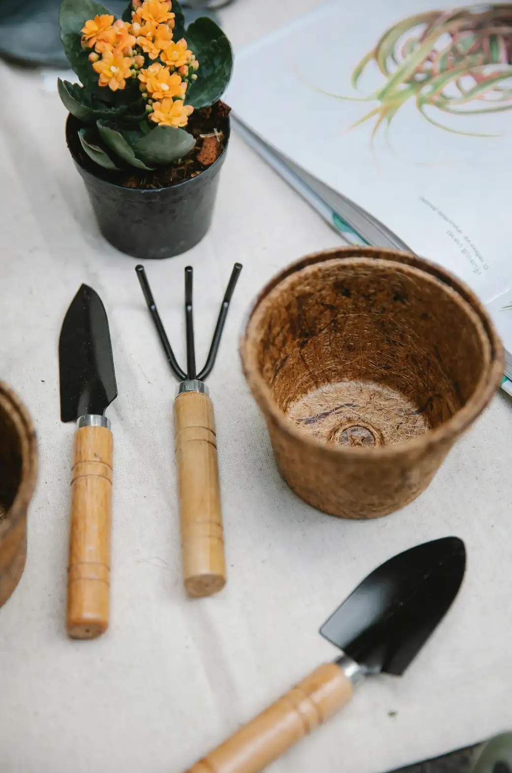 succulent propagation tools on table