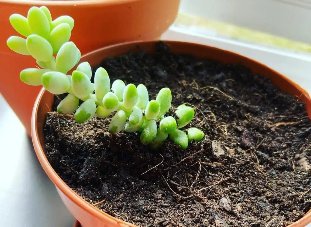 burro's tail stem cuttings on soil