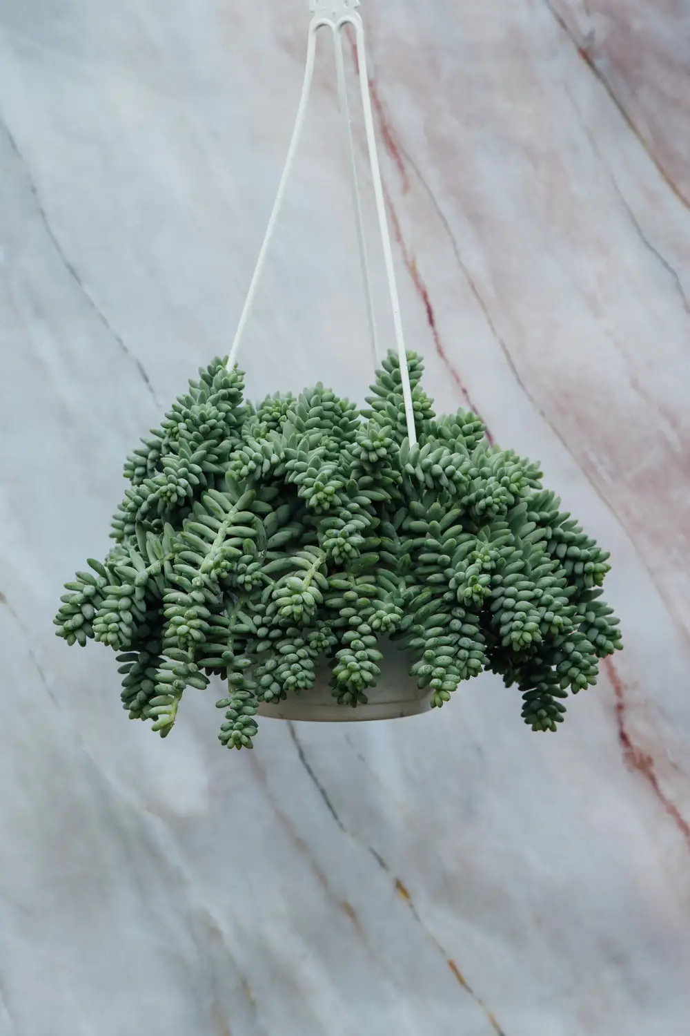 Creating a Burro’s Tail Haven: Companion Planting for a Stunning Succulent Display