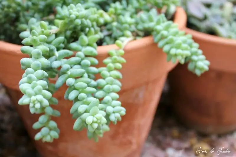 sedum morganianum close-up