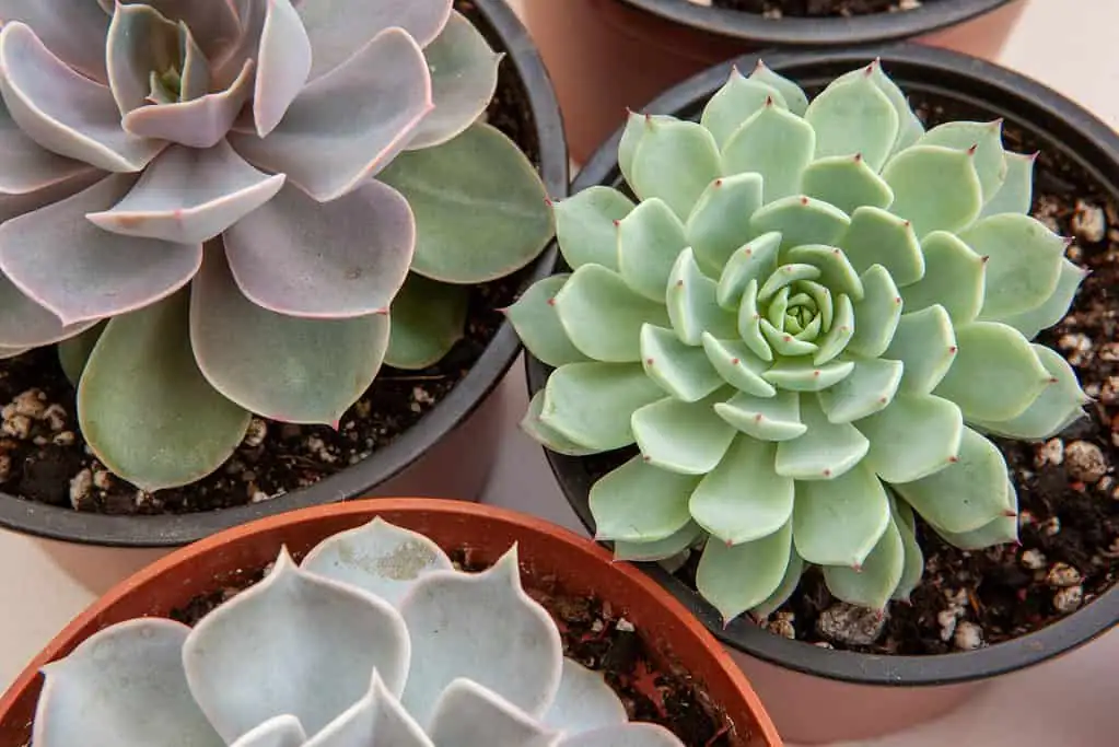 echeveria rosette succulent