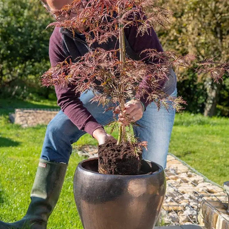 plant being positioned in new pot