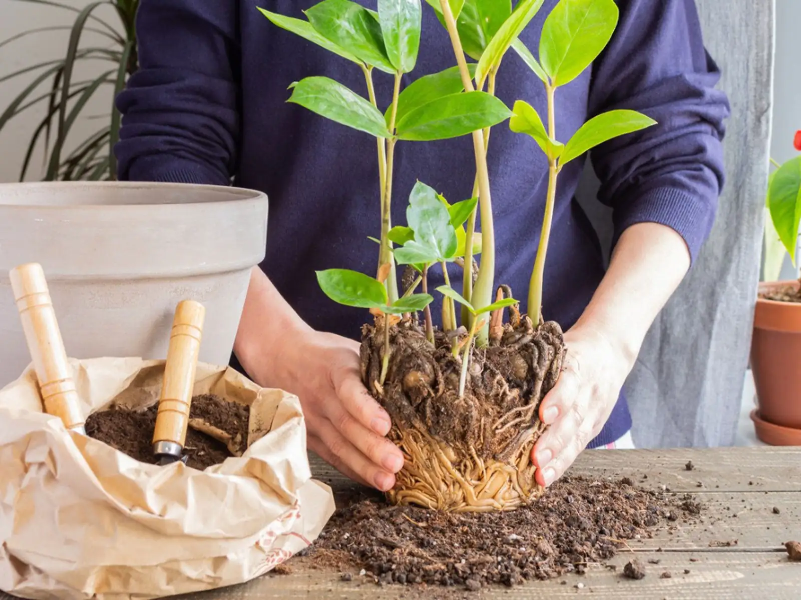 Rescue Your Plants: How to Prevent and Manage Transplant Shock