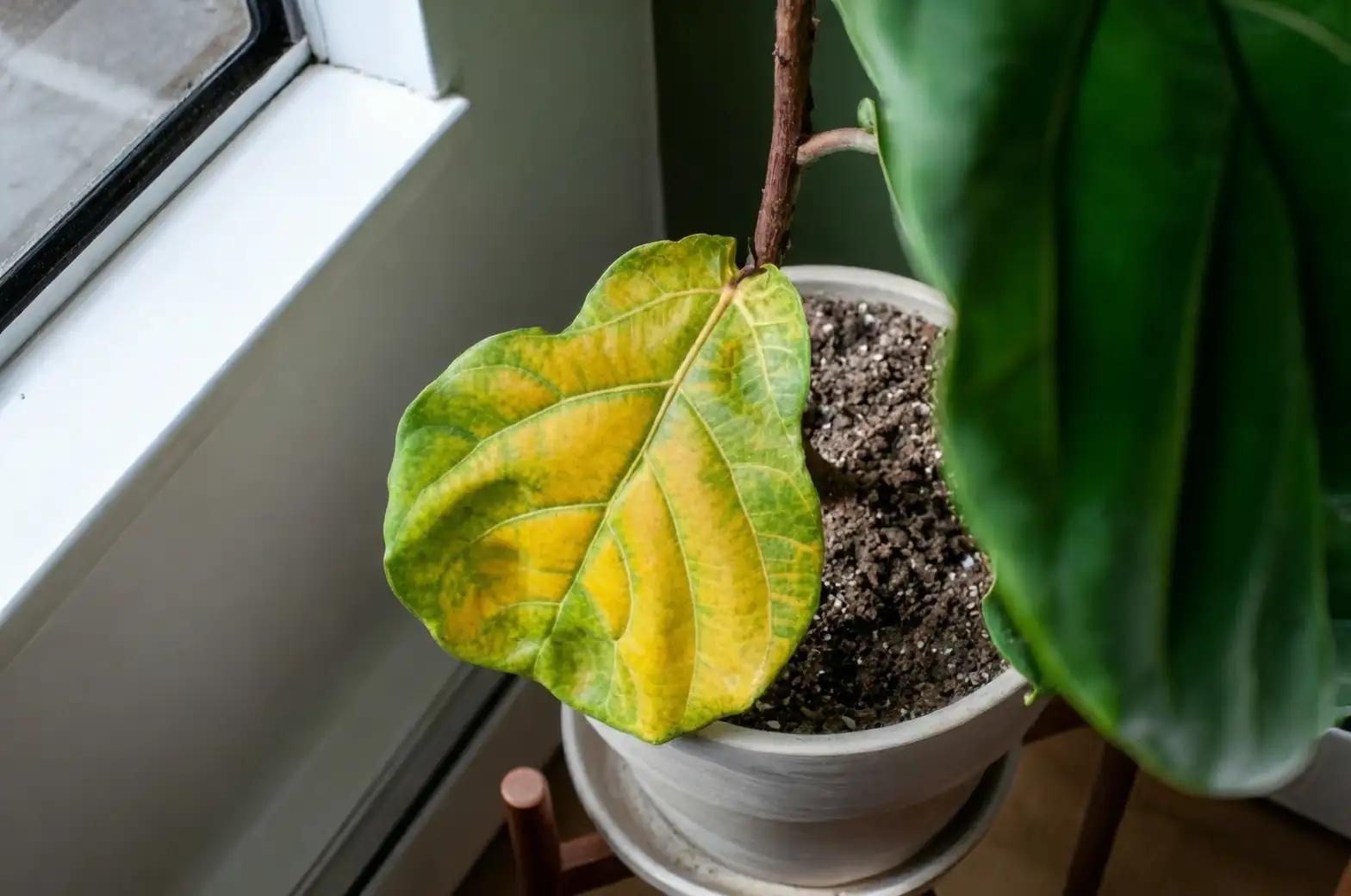 yellow leaves on houseplant