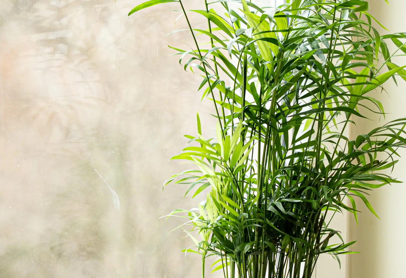 indoor plant sunlight exposure