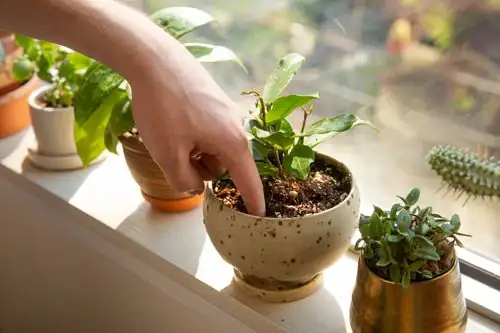 watering houseplant soil