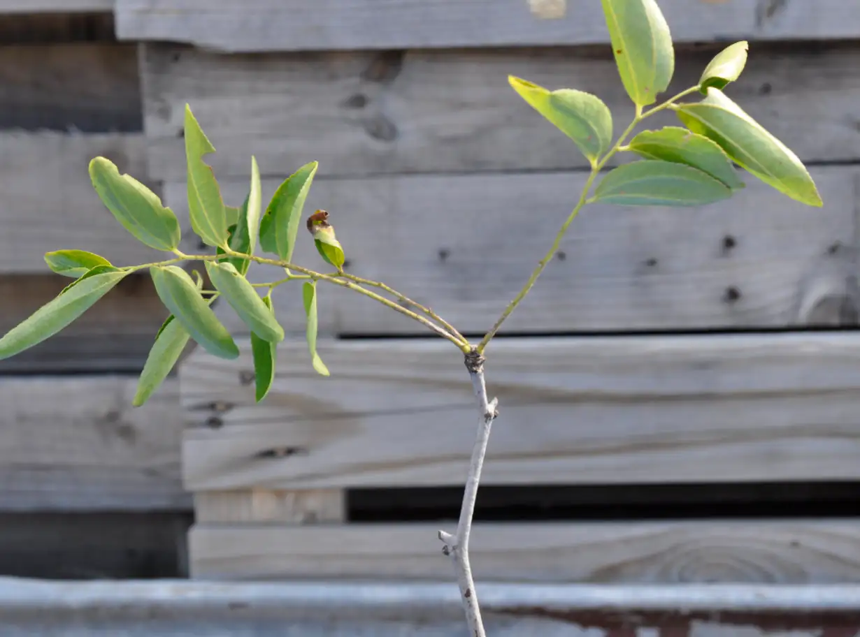 Boost Your Plant Propagation Success: Tips for Thriving Cuttings