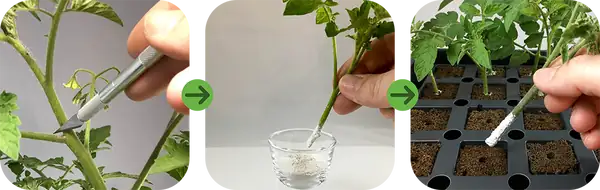 rooting hormone application