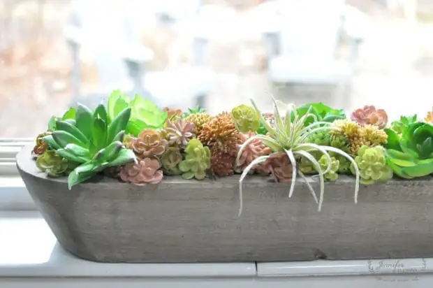 succulent plants on windowsill