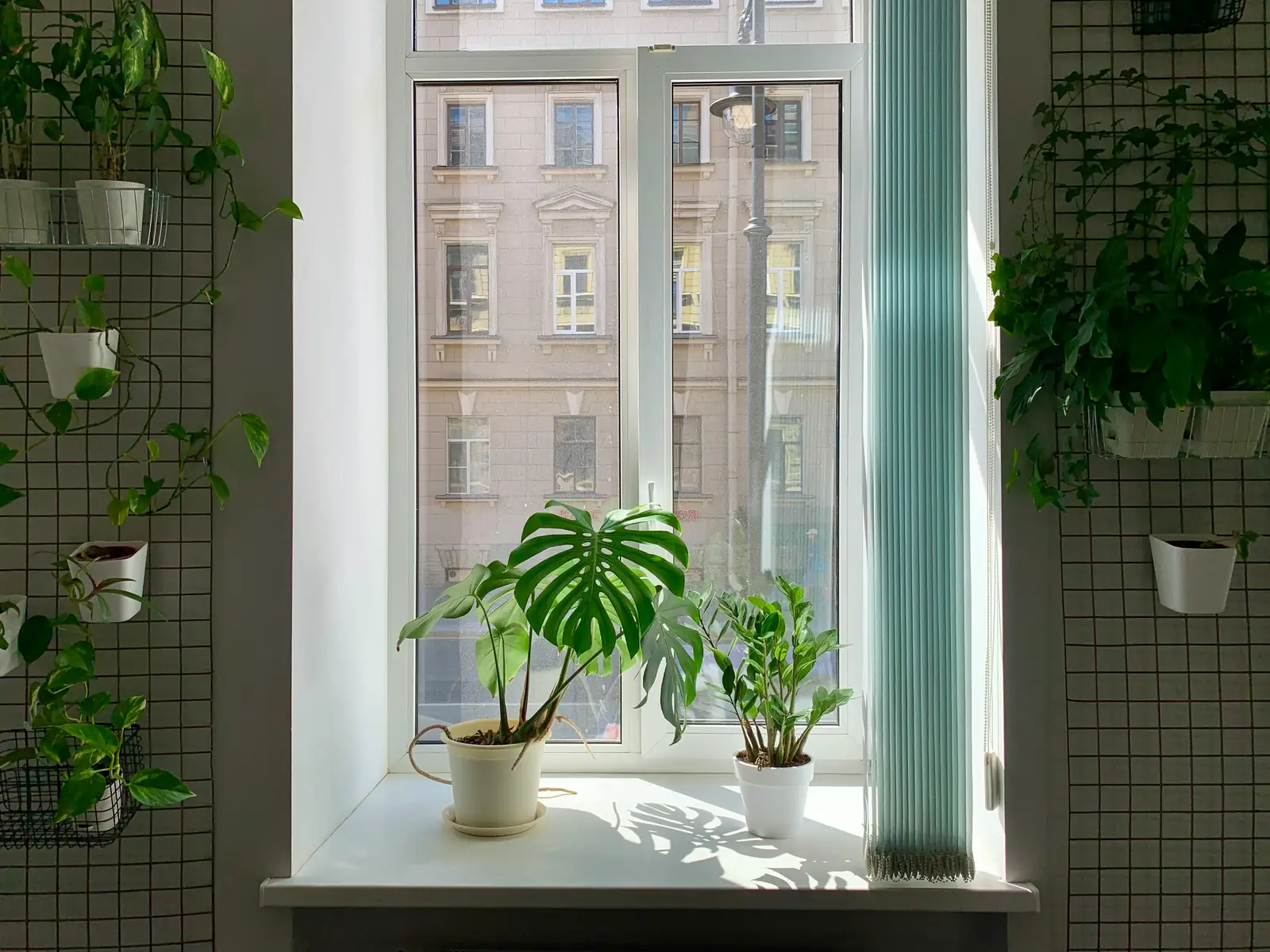 bedroom plants sunlight window