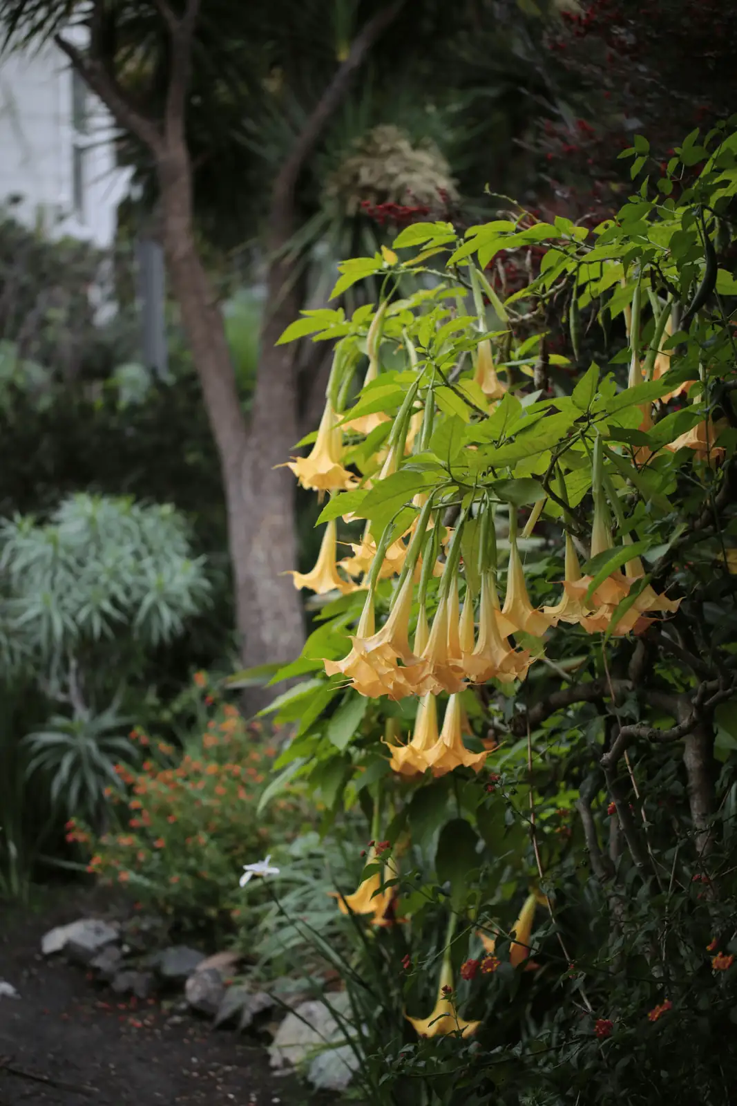 Mastering Angel’s Trumpet: Essential Care Tips for a Blooming Beauty