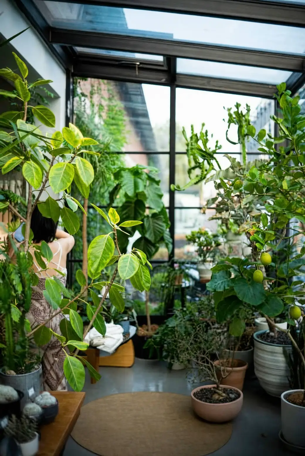 brugmansia in sunroom