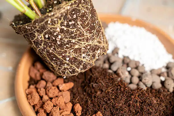 brugmansia potting soil mix