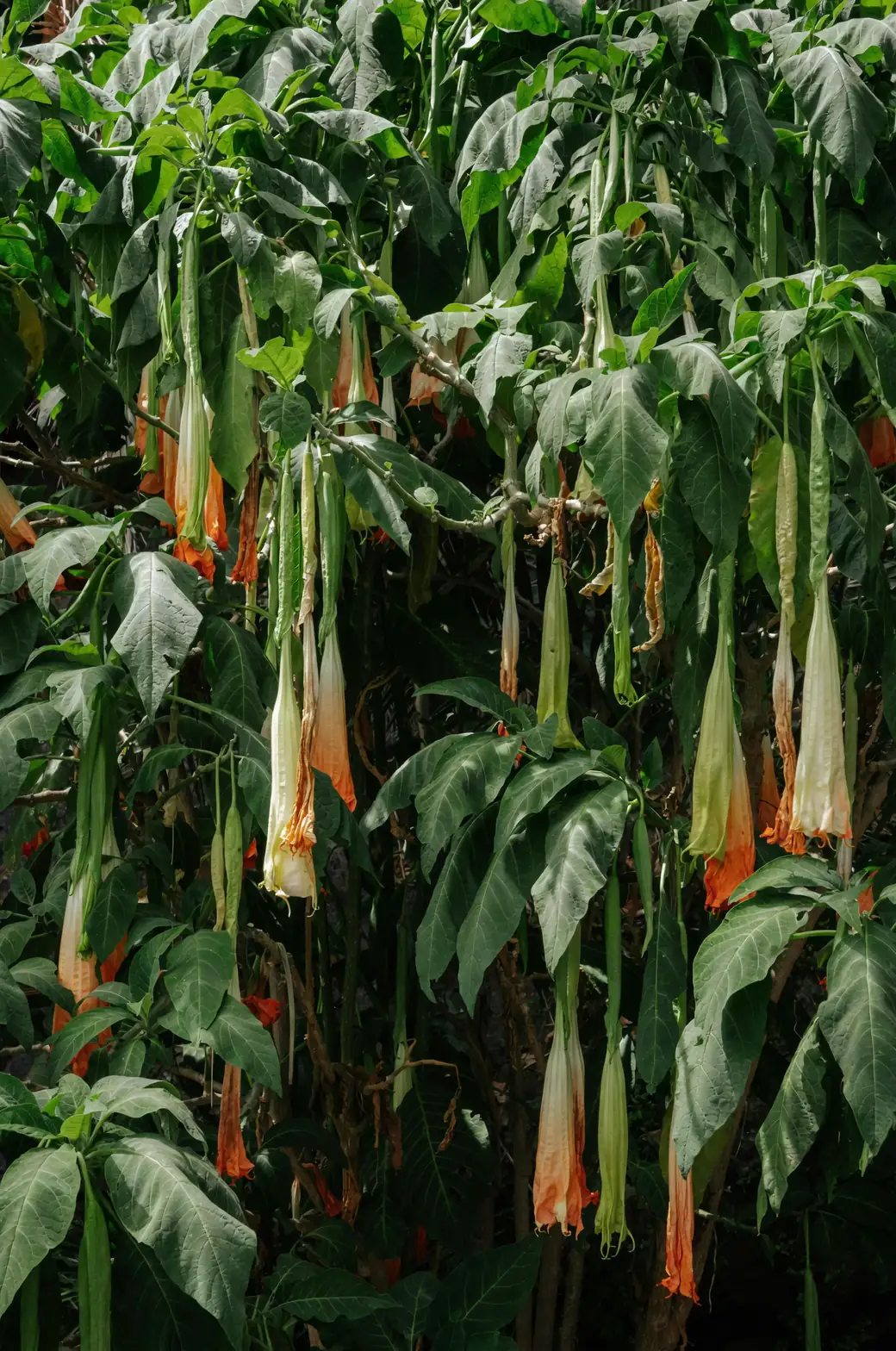 Battling the Bugs: How to Keep Your Angel’s Trumpet Pest-Free