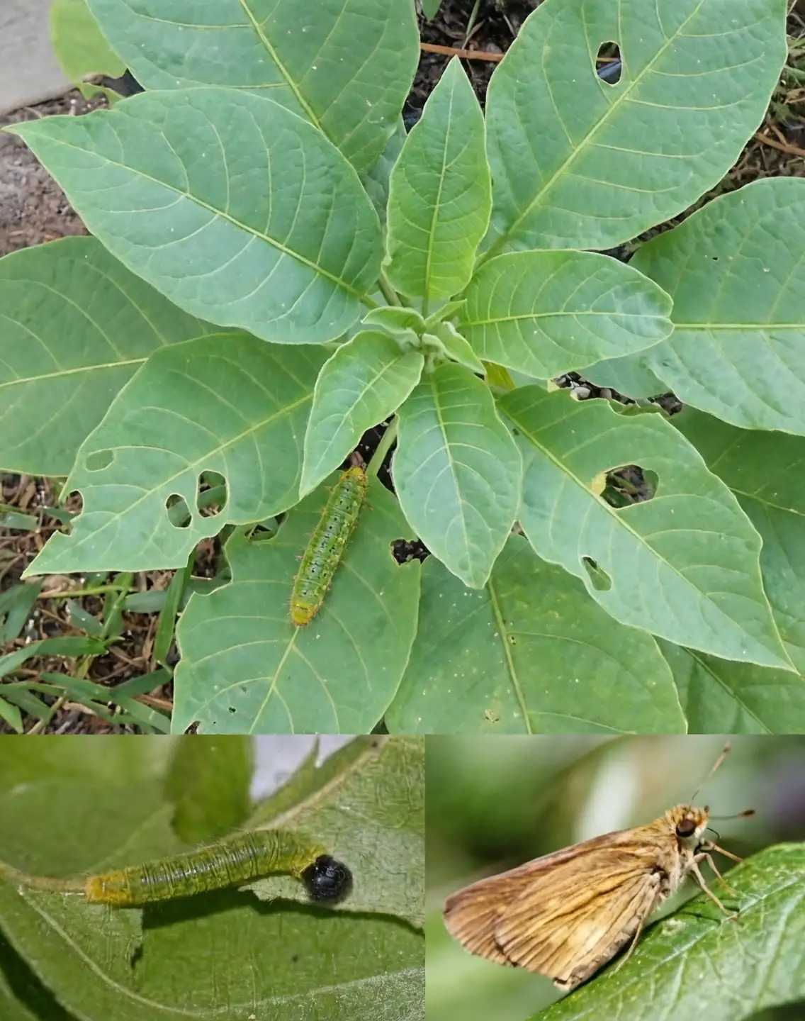 aphids on brugmansia leaf