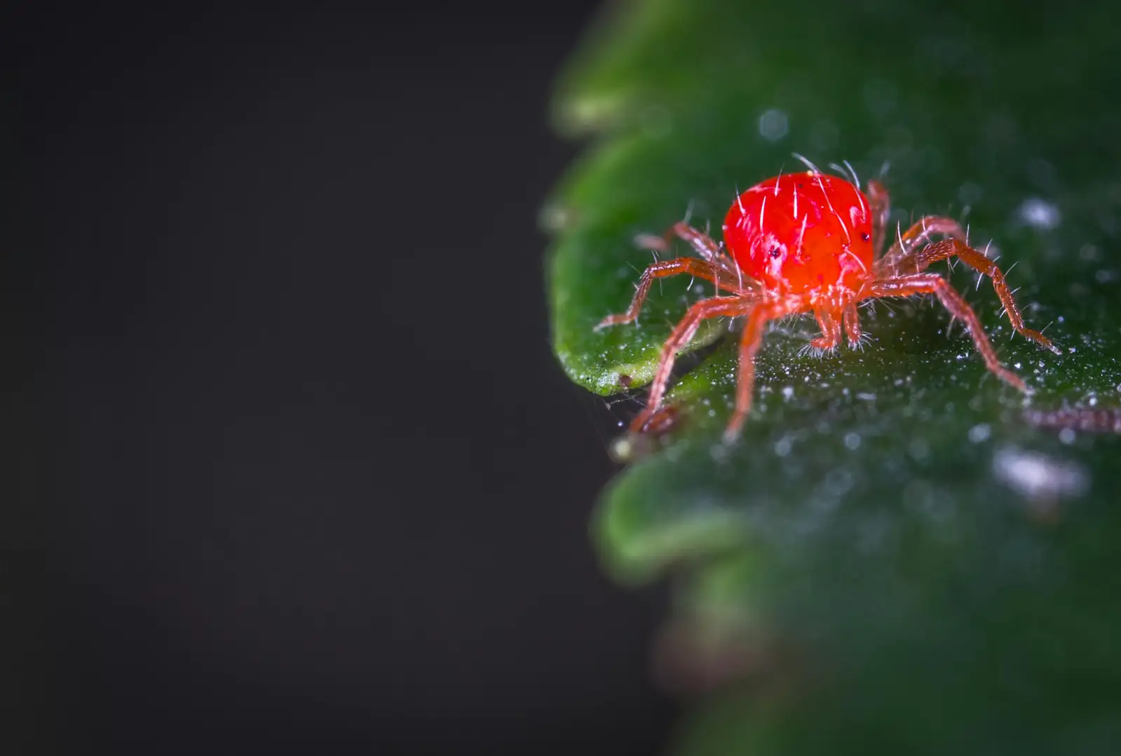 spider mites on brugmansia