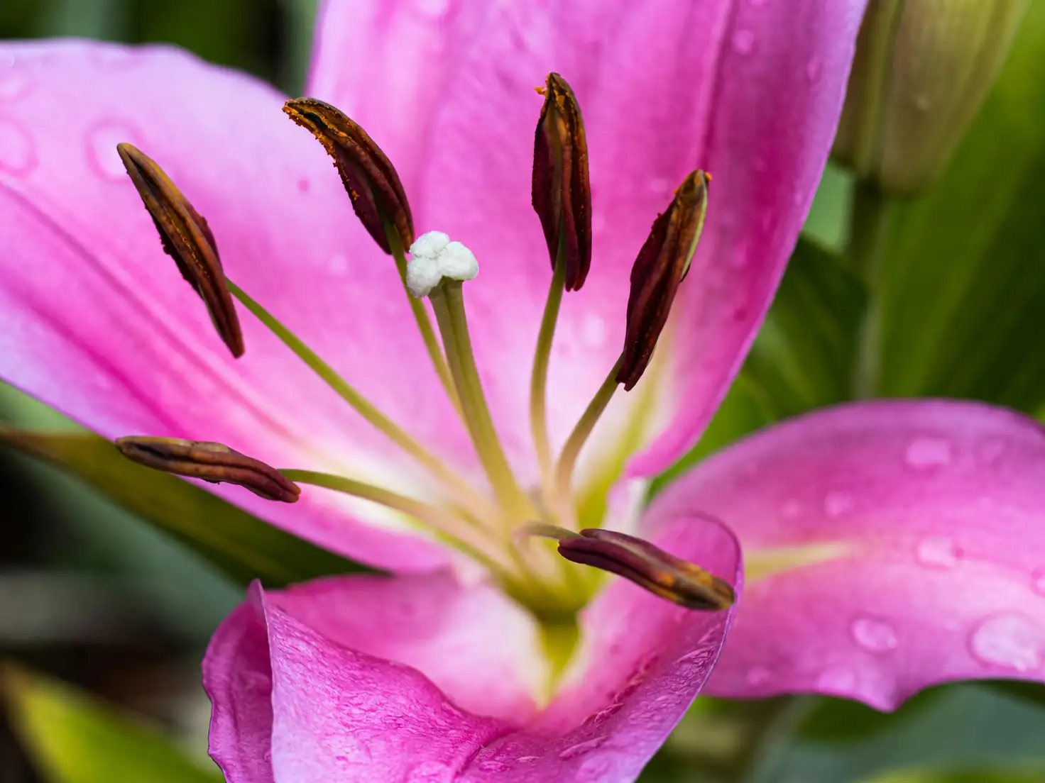 lily flower close-up