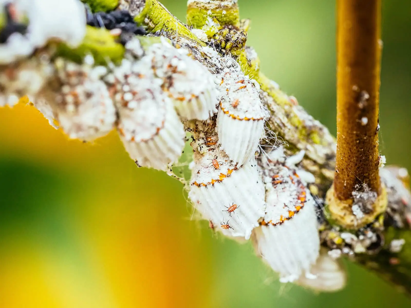mealybugs on brugmansia stem