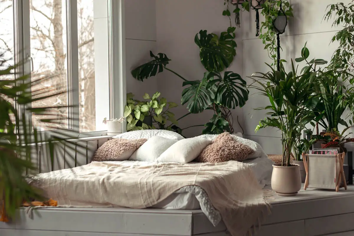 feng shui plant bedroom