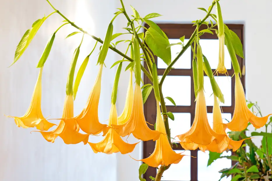 healthy brugmansia plant care