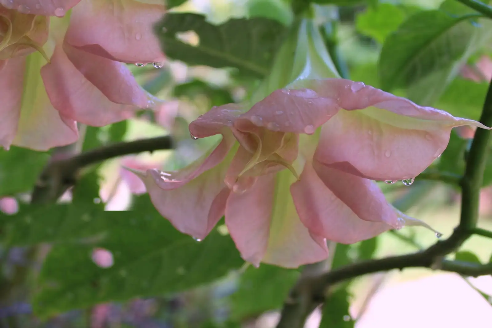 From South America to Your Garden: The Enchanting History of Angel’s Trumpet