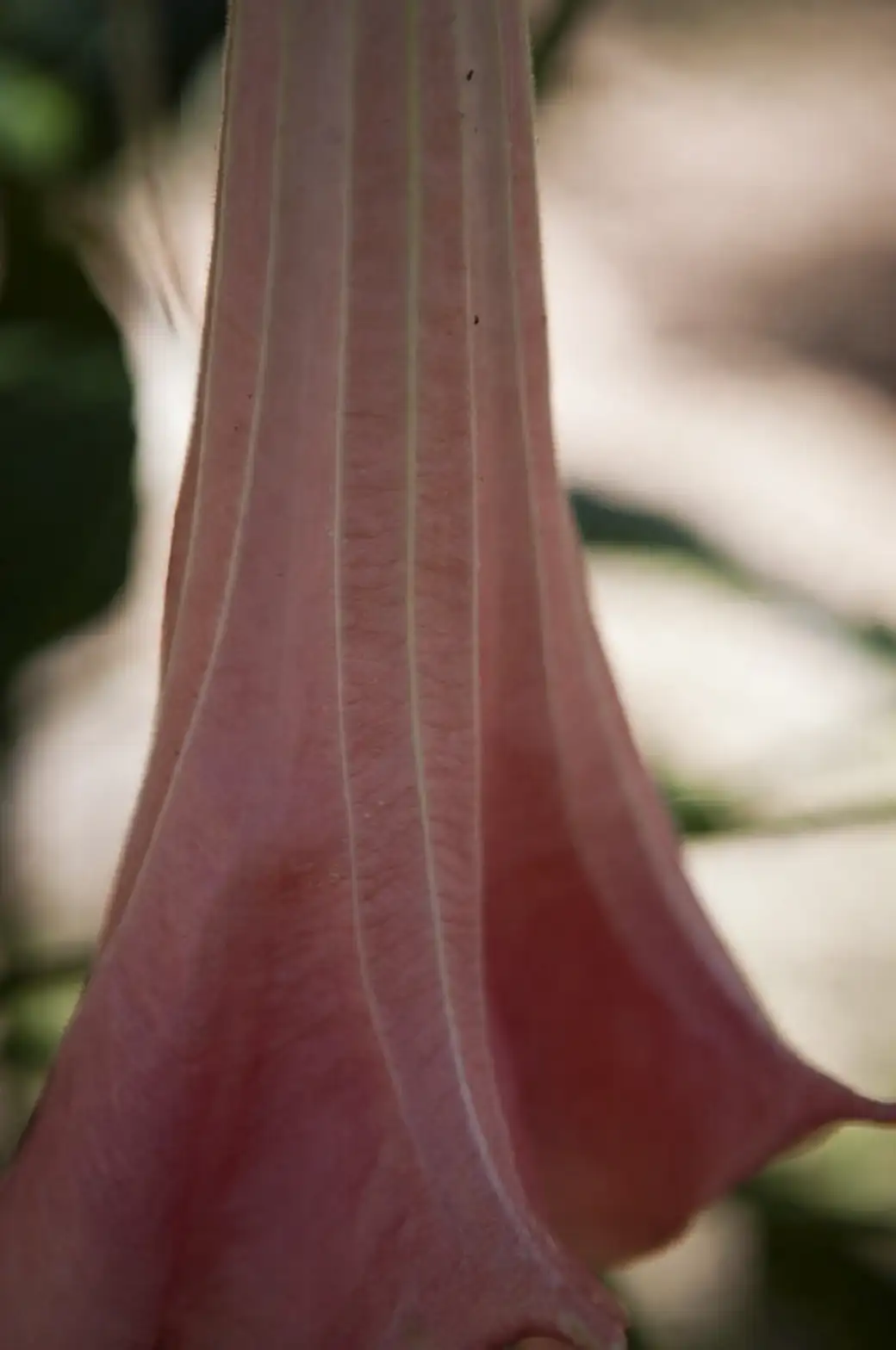 angel's trumpet flower close-up