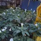 angel's trumpet in garden setting