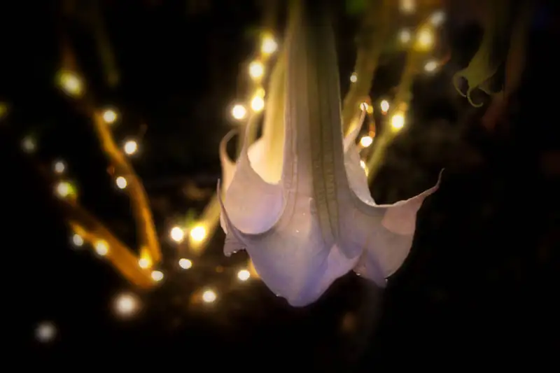 Nighttime Perfume: The Captivating Fragrance of Angel’s Trumpet