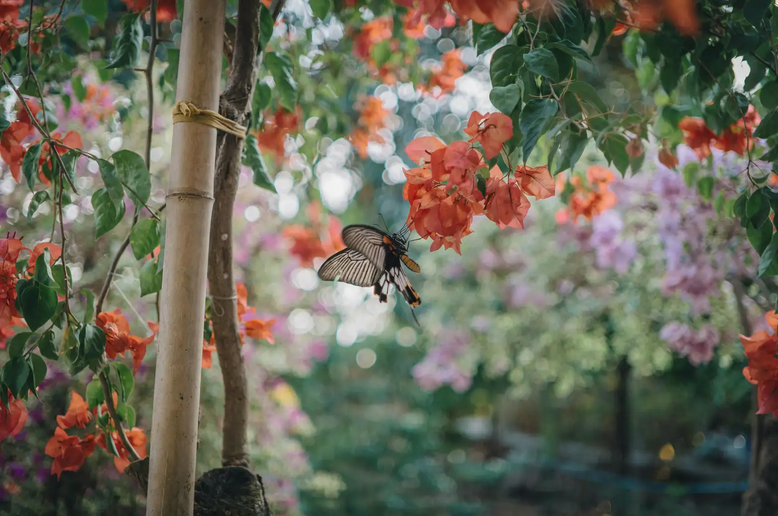 Brugmansia moth pollination