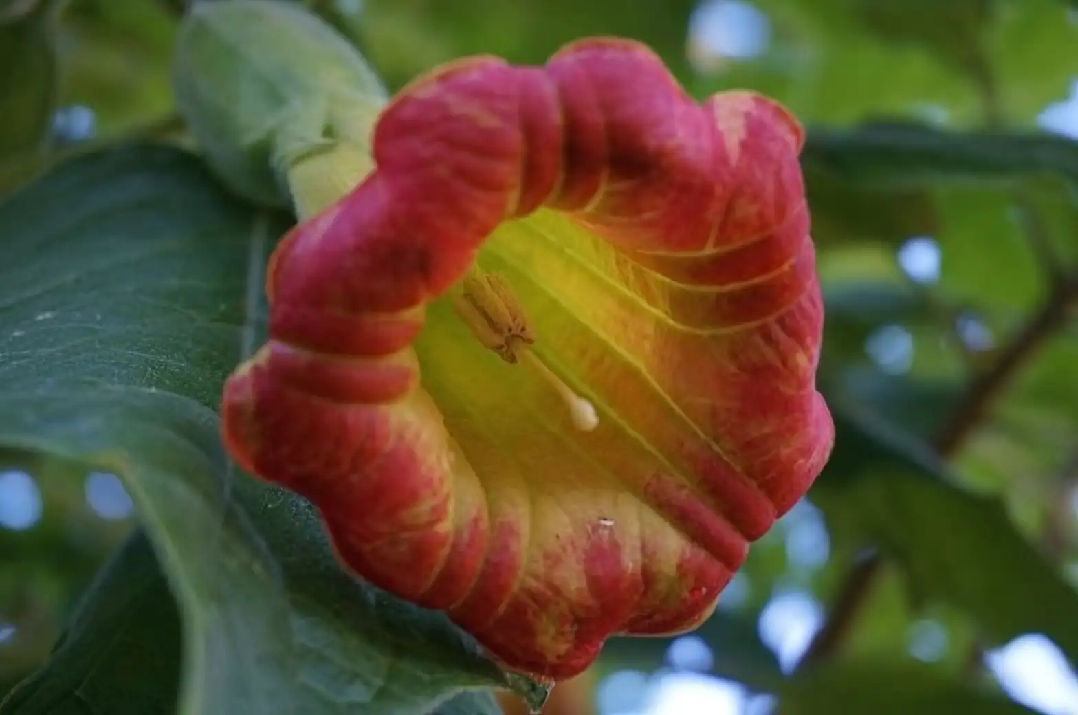 Brugmansia sanguinea hummingbird