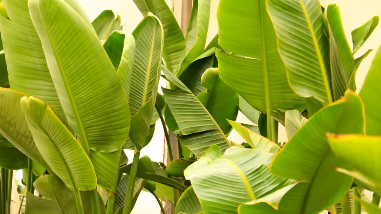 Bird of Paradise close-up leaves