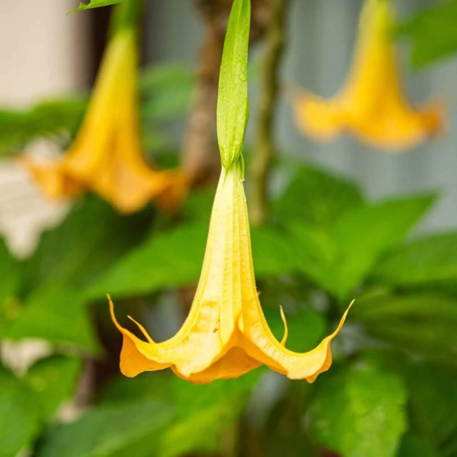 Interior Jungle: How to Incorporate Angel’s Trumpet into Your Home Decor