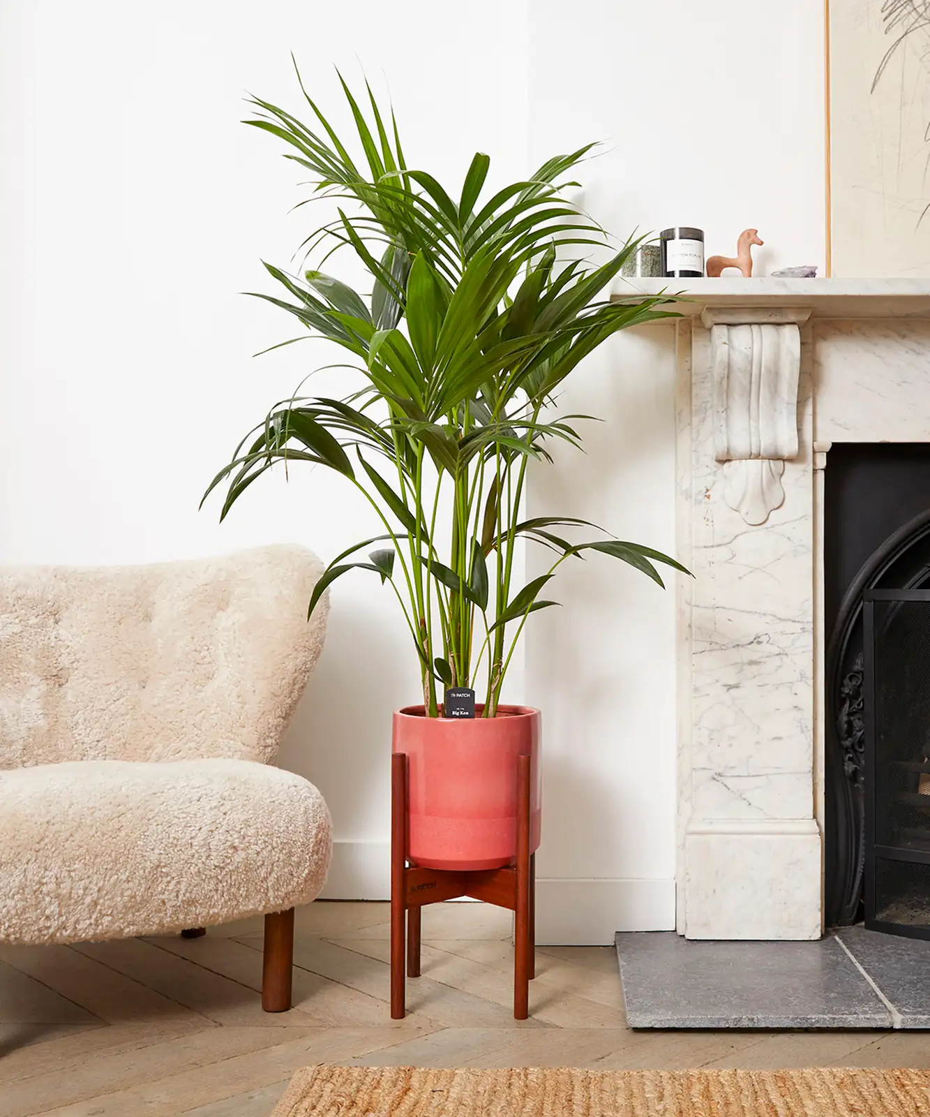Kentia Palm in low light room