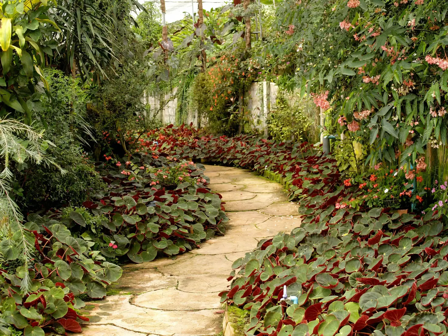 Propagation Masterclass: Growing Your Own Angel’s Trumpet