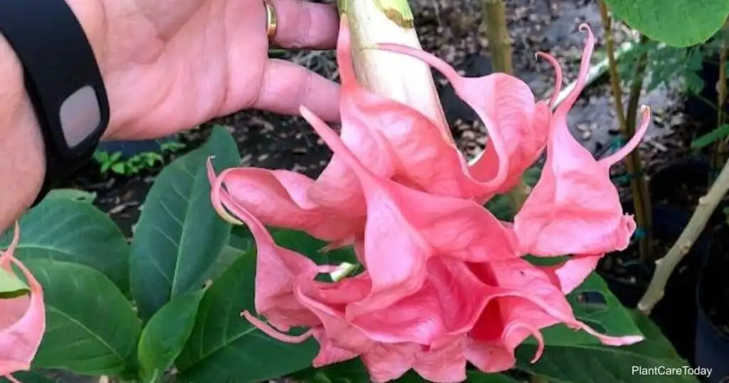 brugmansia stem cutting process