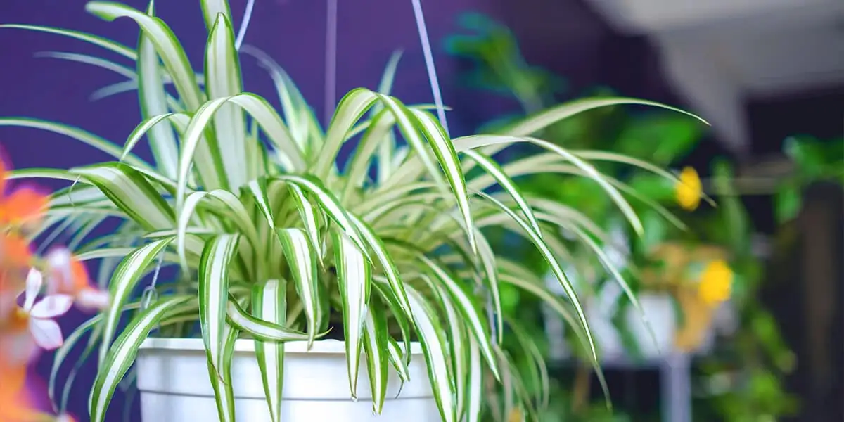 Elevate Your Living Room: Floor vs. Hanging Plants – Which is Best for You?