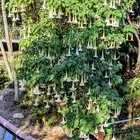 brugmansia cutting indoor setup