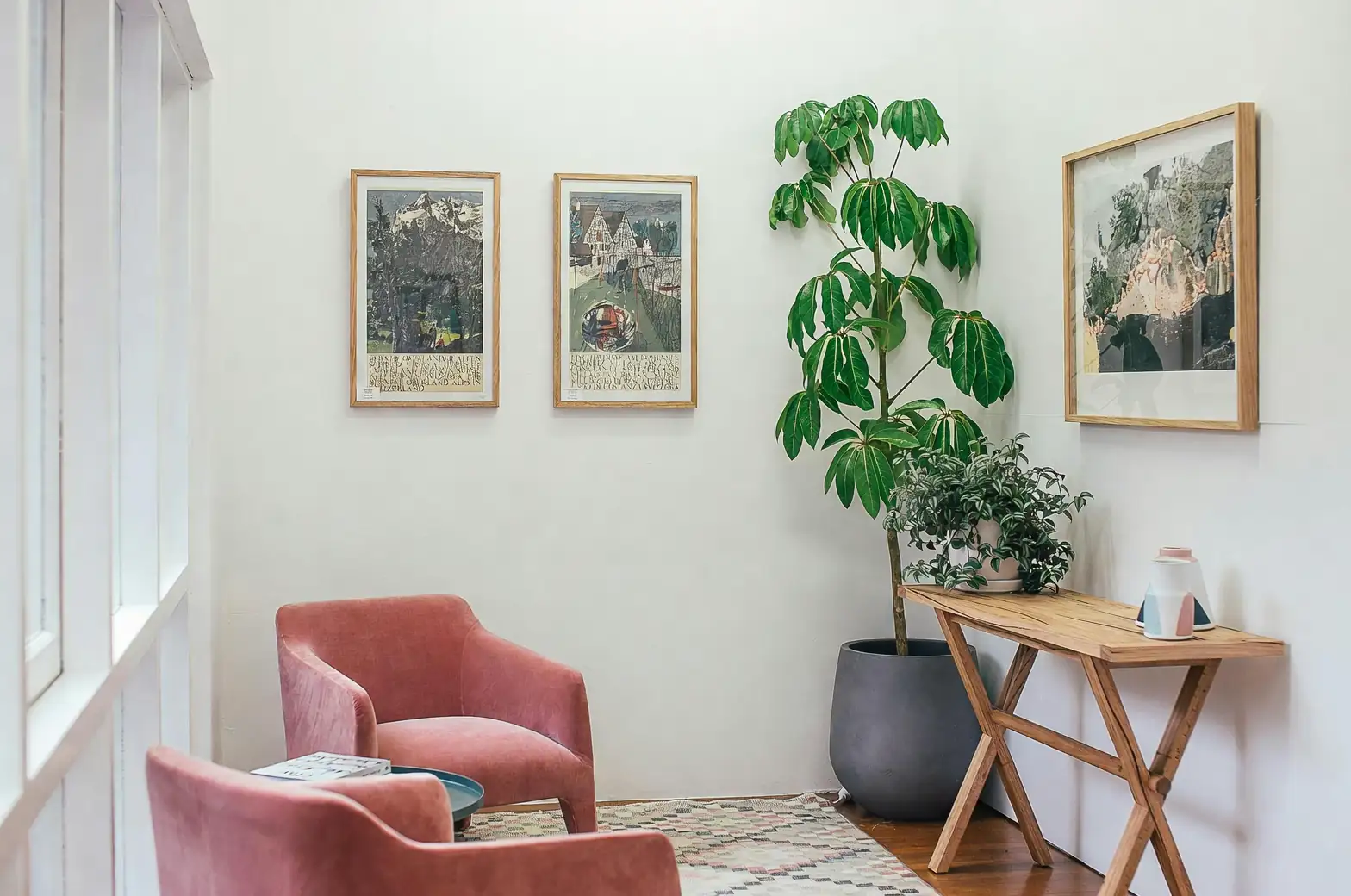 rubber plant in living room corner