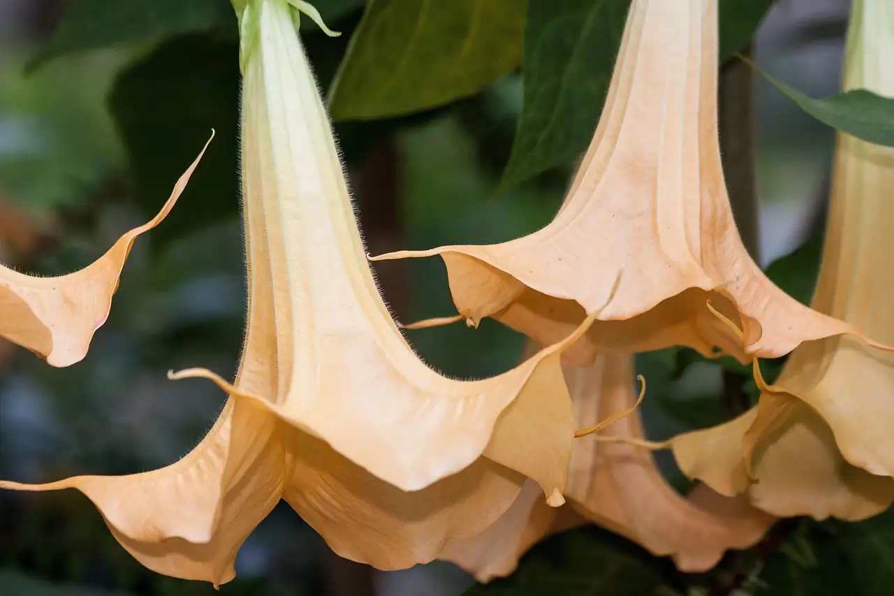 Companion Planting: The Perfect Partners for Your Angel’s Trumpet