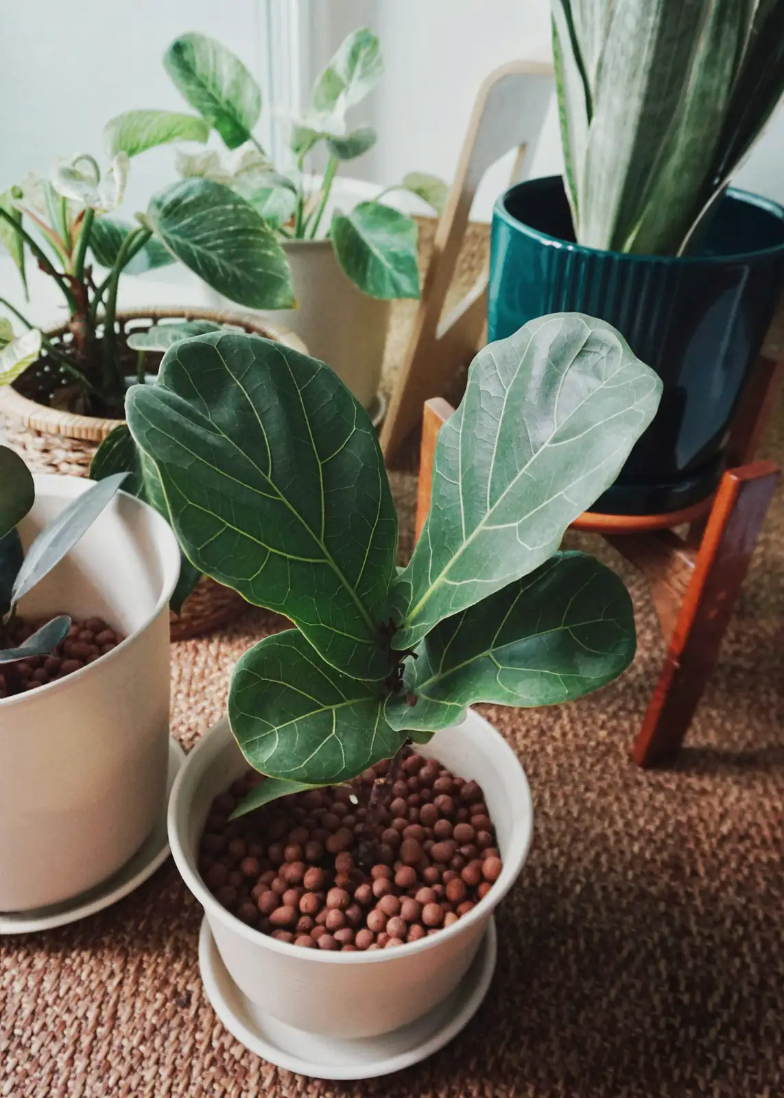 fiddle leaf fig and pothos combo