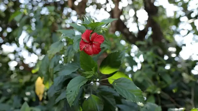 hibiscus acetosella in garden