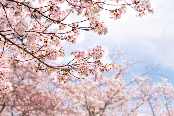 Spring Secrets: Mastering the Cherry Blossom Care Routine