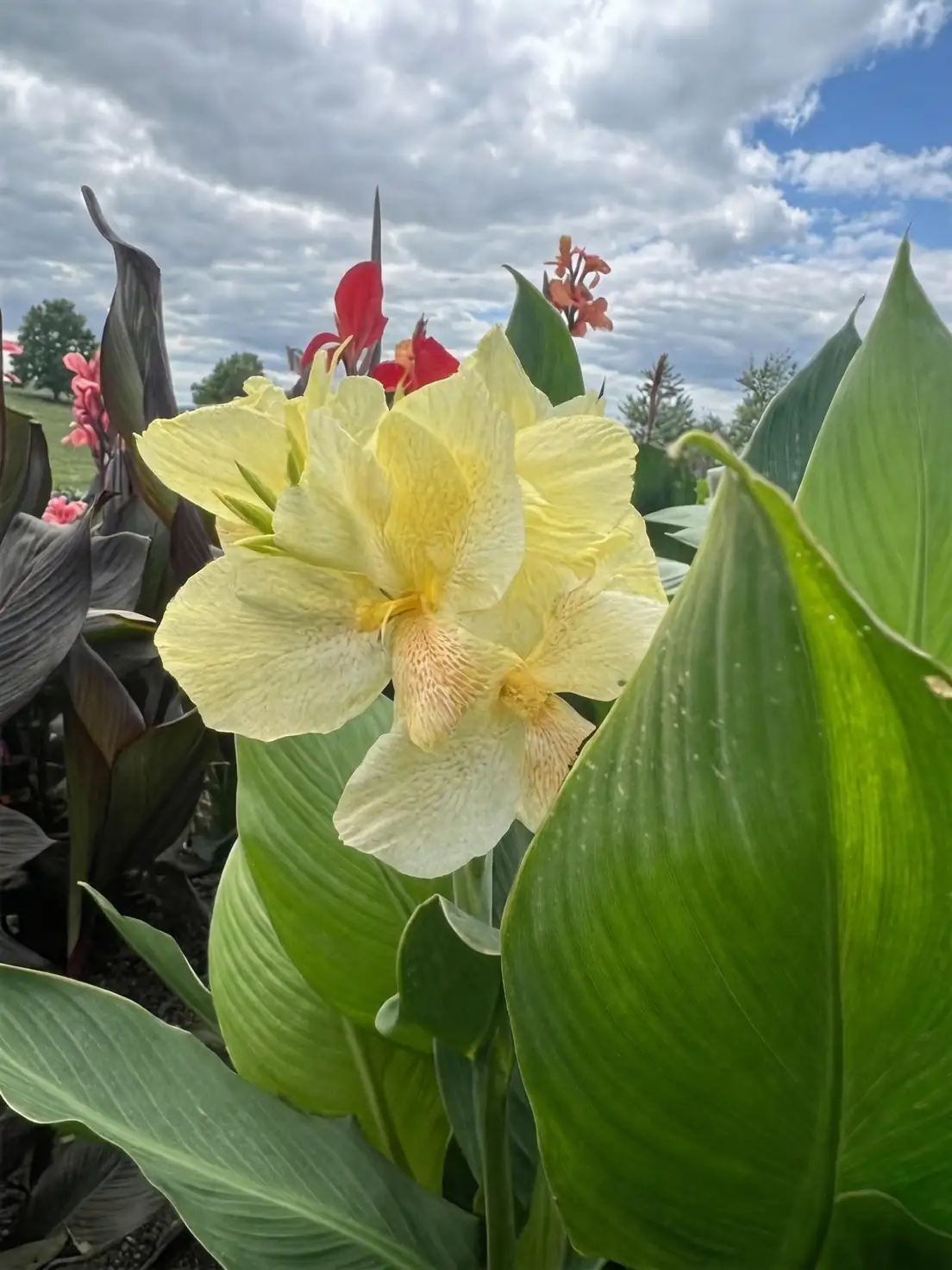 cannas and brugmansia together