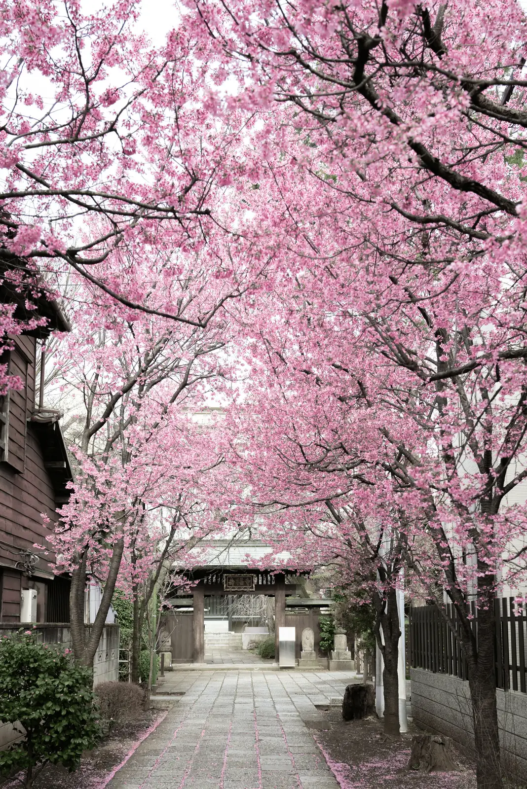 cherry blossom tree planting location