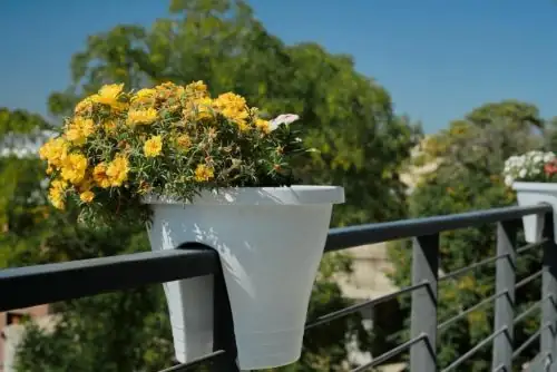 Transform Your Balcony: Tips for Thriving Plants in Shade and Sun