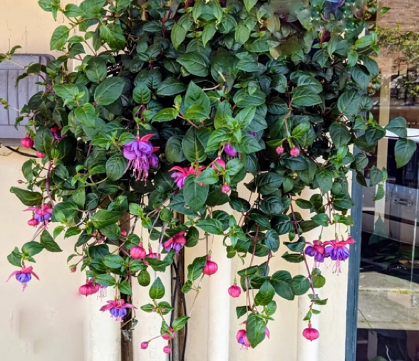 fuchsias in hanging basket