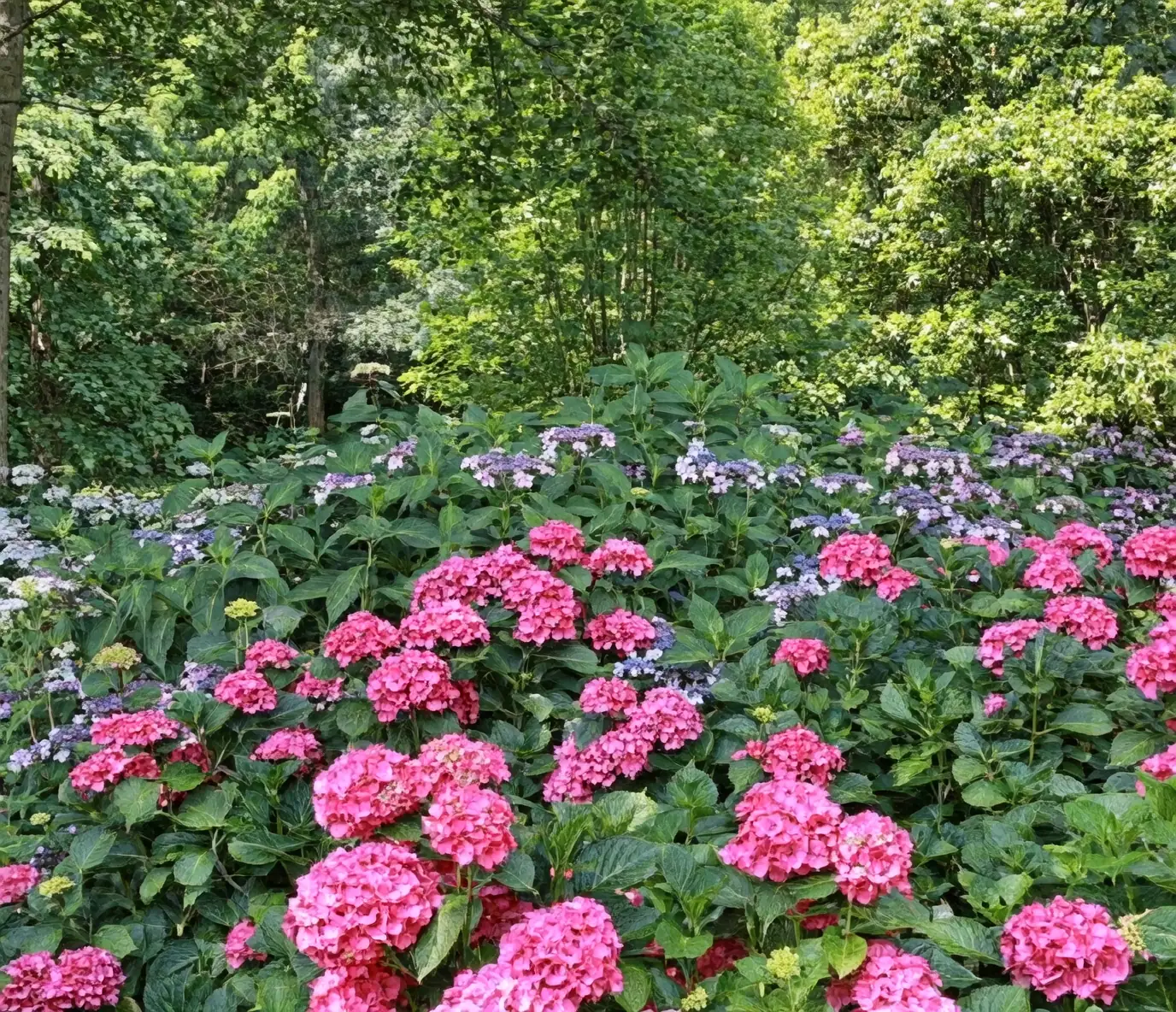 hydrangeas in shade